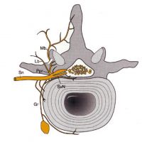 8 Illustration LWS 8 Illustration LWS