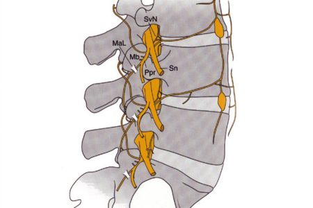 9 illustration lws 9 illustration lws